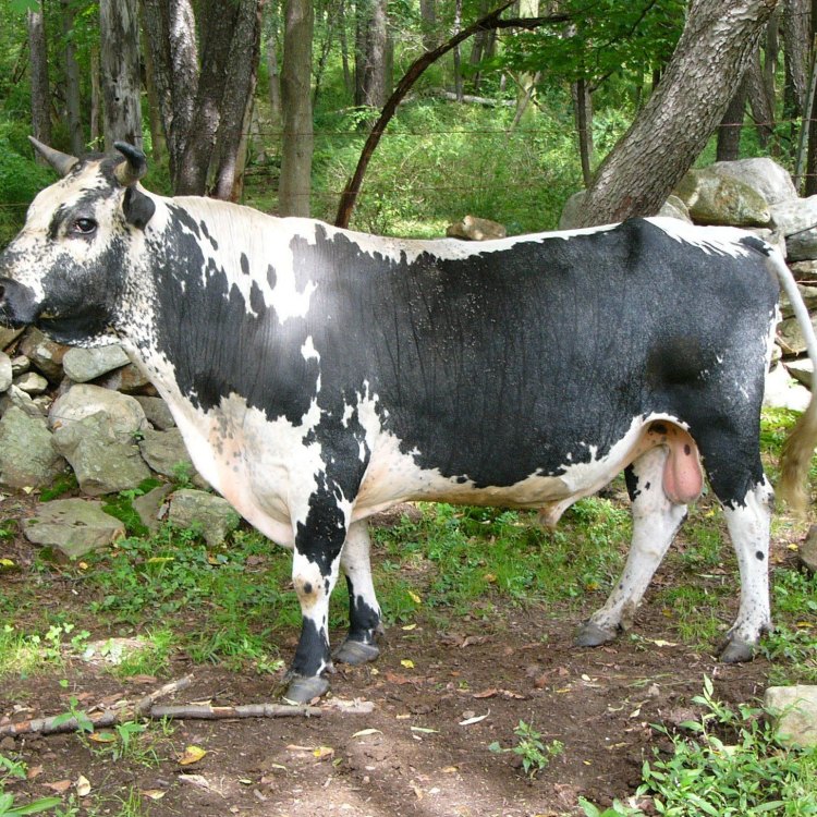 Lineback Cattle