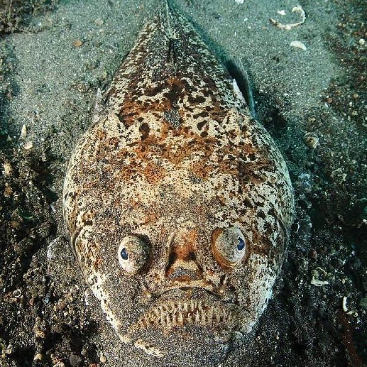 Stargazer Fish