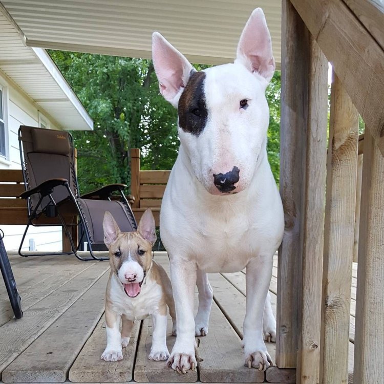 Bull And Terrier