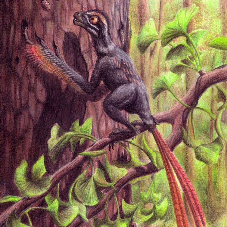 Epidexipteryx