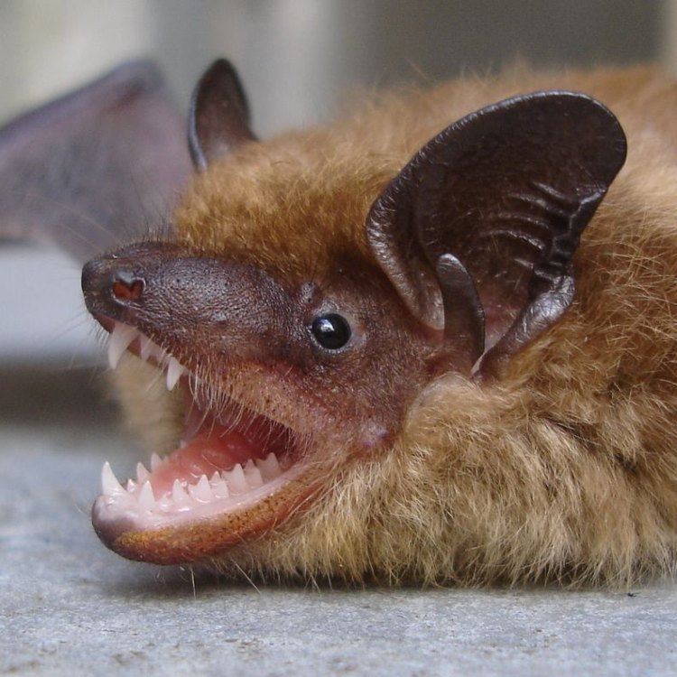 Little Brown Bat