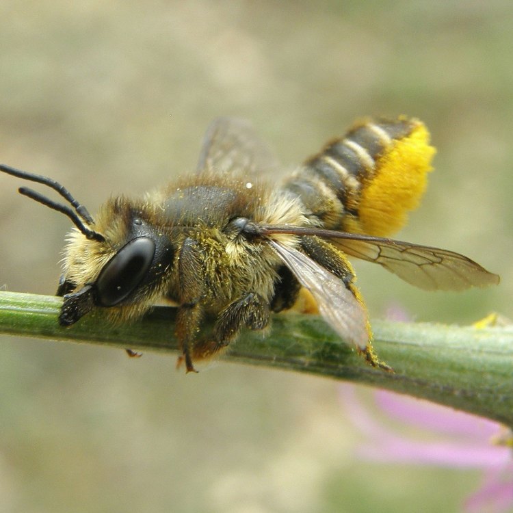 Leafcutter Bee