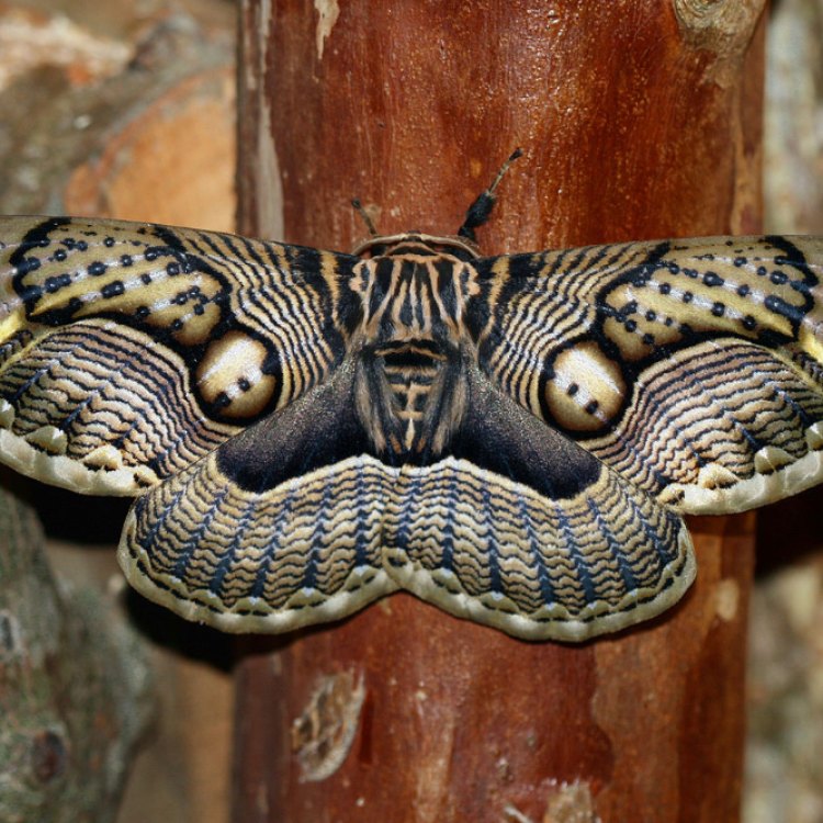 Diamondback Moth