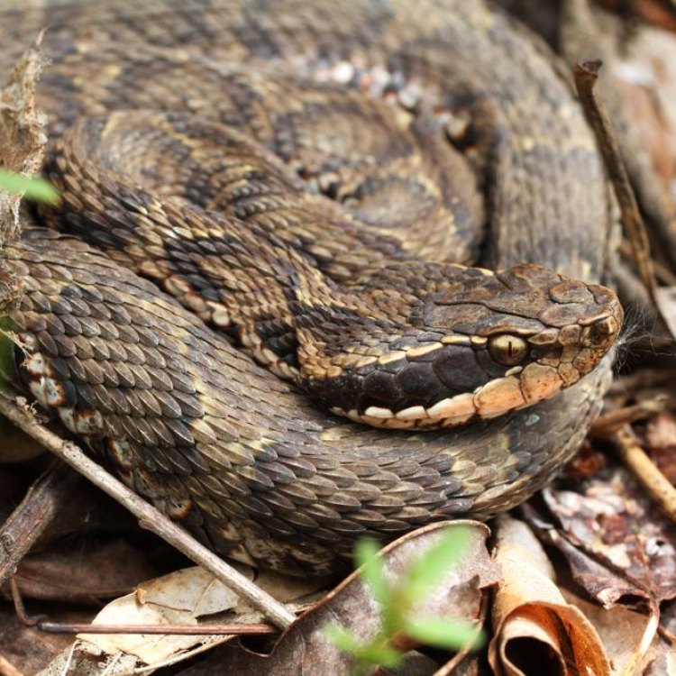 Mamushi Snake