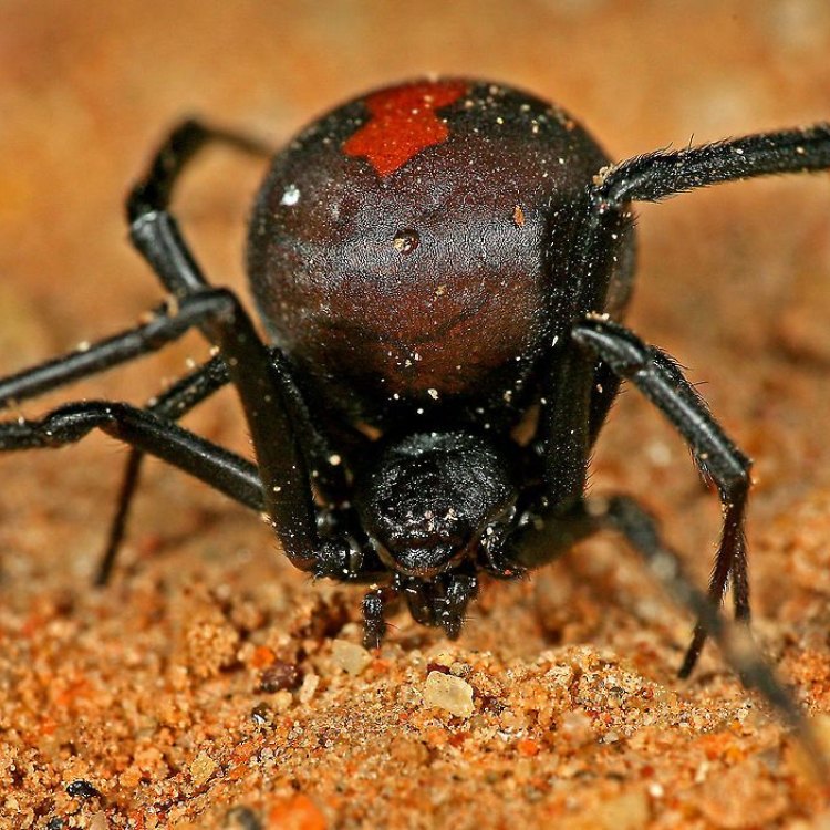 Redback Spider