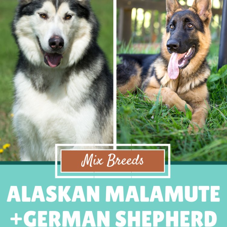 Alaskan Shepherd