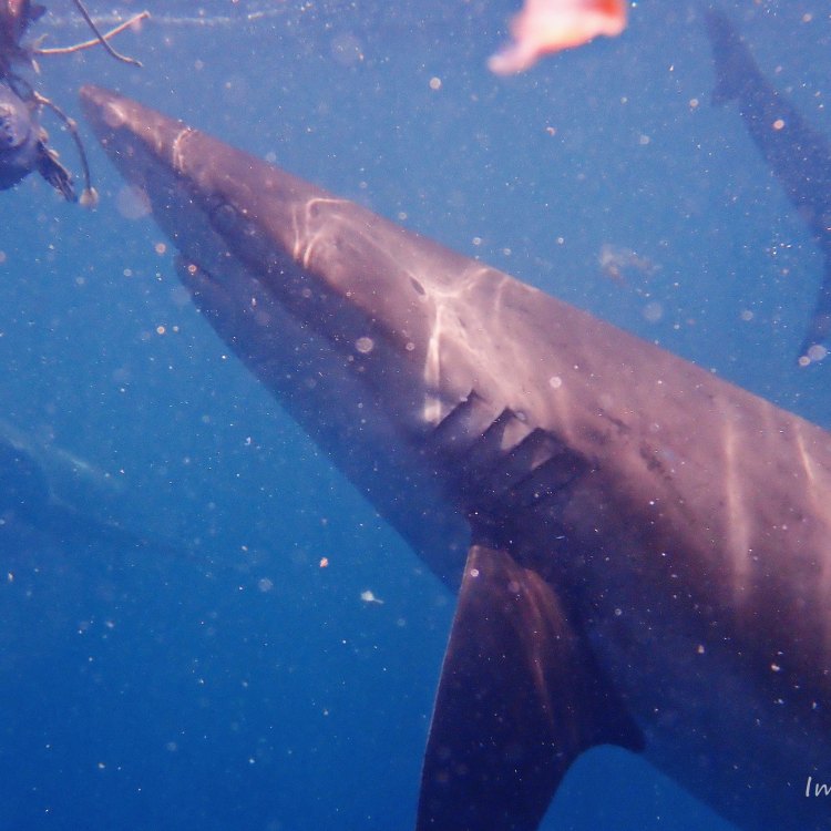 Bronze Whaler Shark