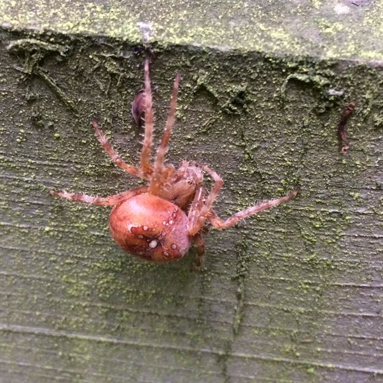 Orange Spider
