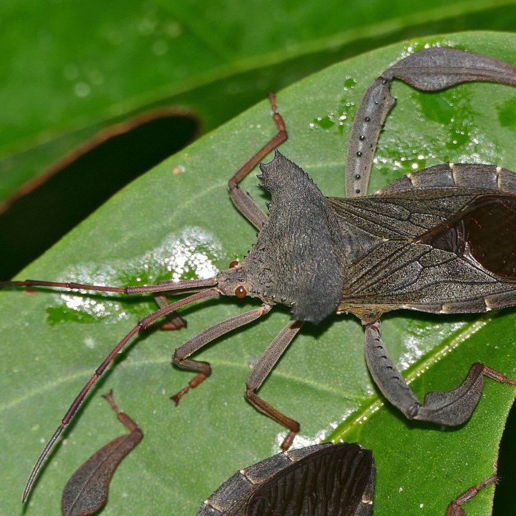 Squash Beetle