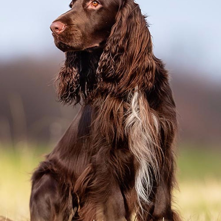 Field Spaniel