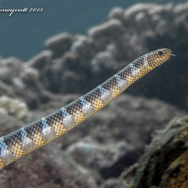 Hook Nosed Sea Snake