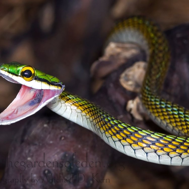 Parrot Snake