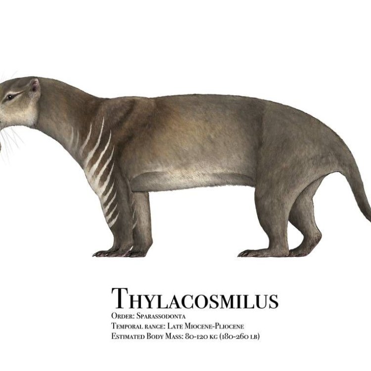 Thylacosmilus