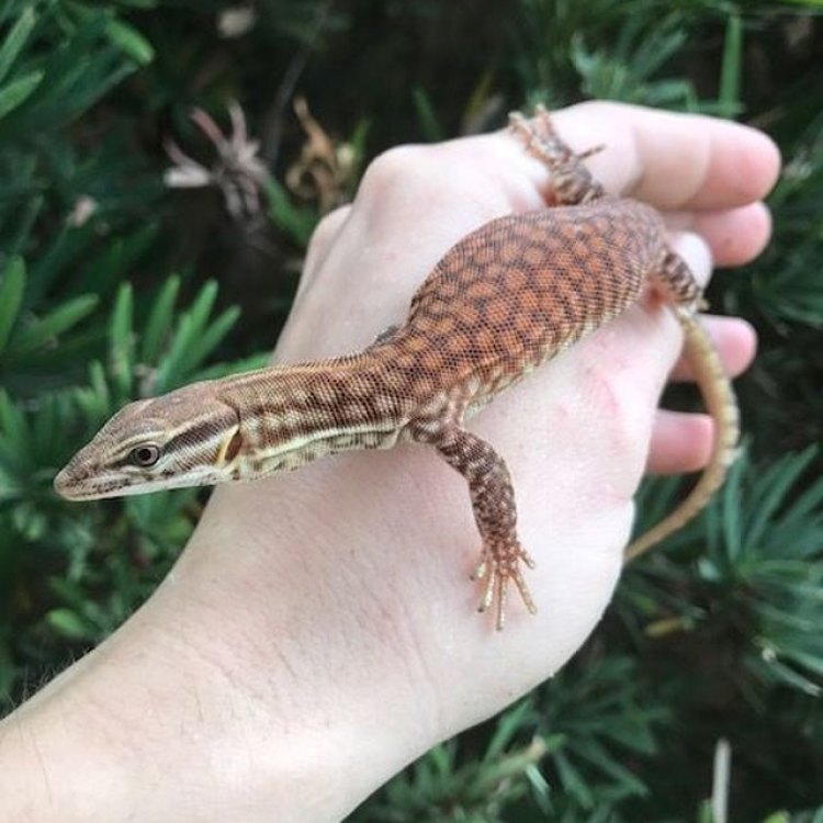 Red Ackie Monitor