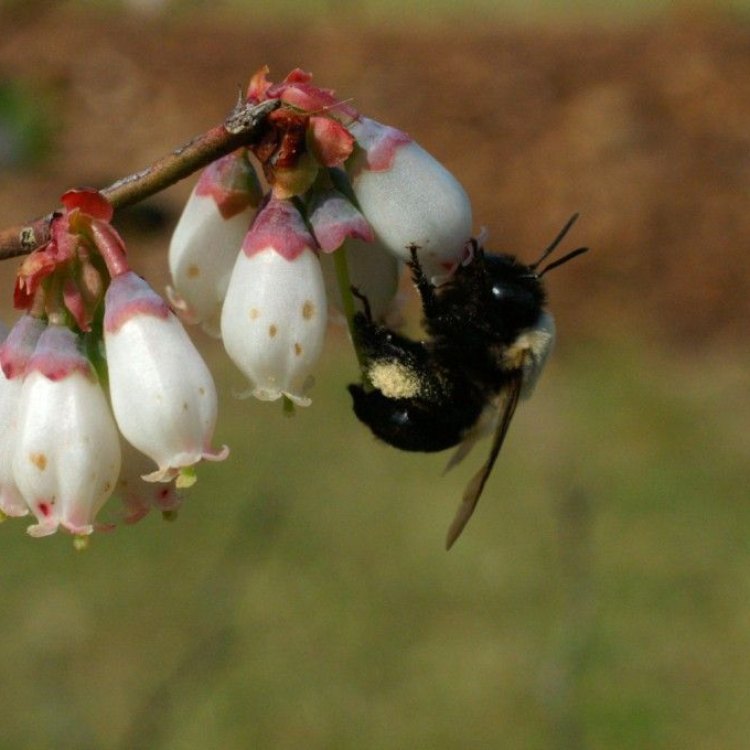 Southeastern Blueberry Bee