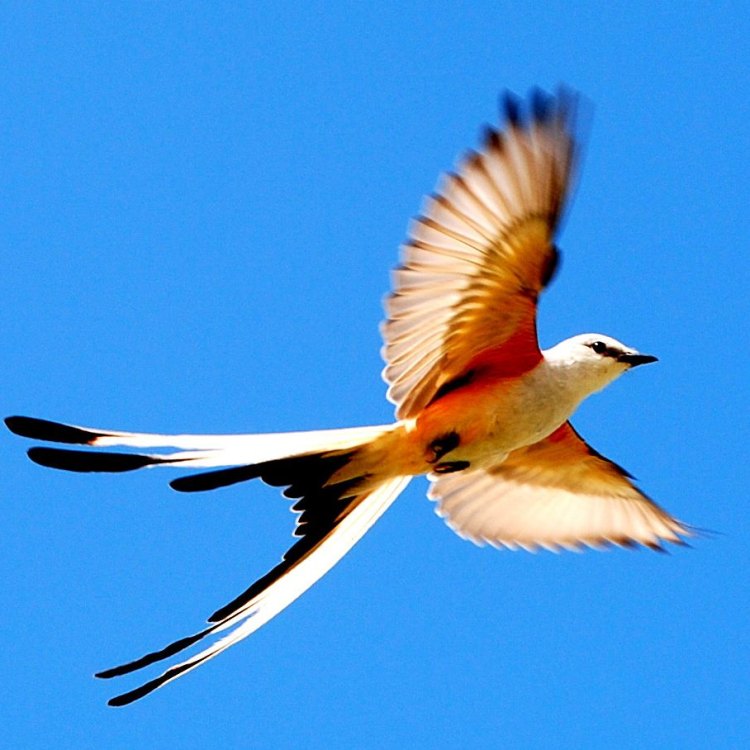 Scissor Tailed Flycatcher