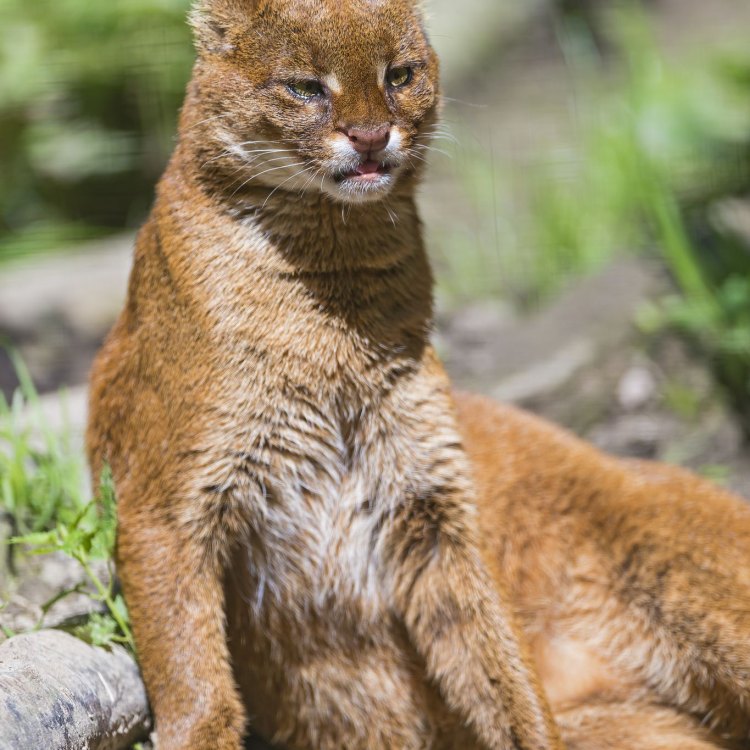 Jaguarundi Cat