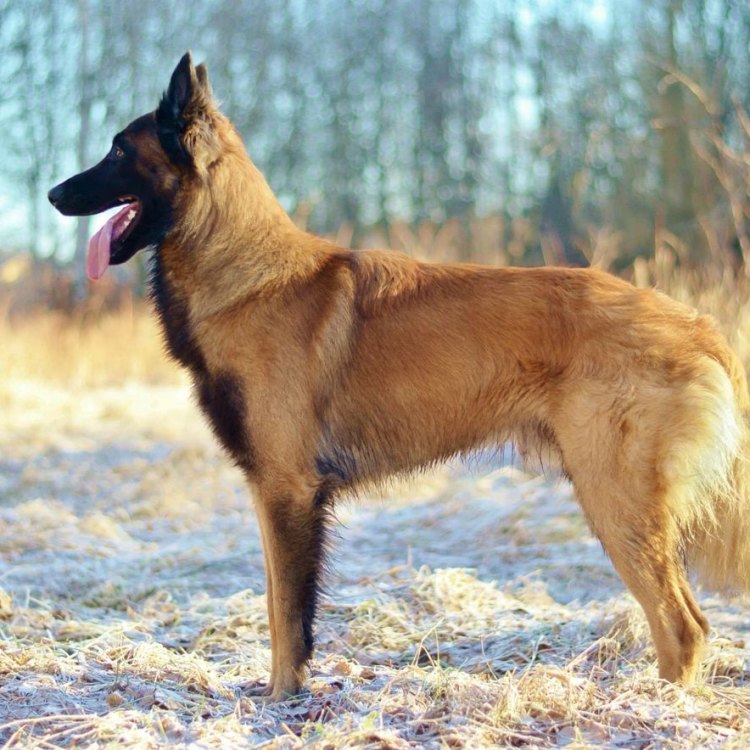 Belgian Shepherd