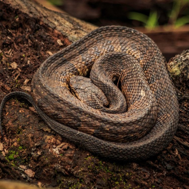Moccasin Snake