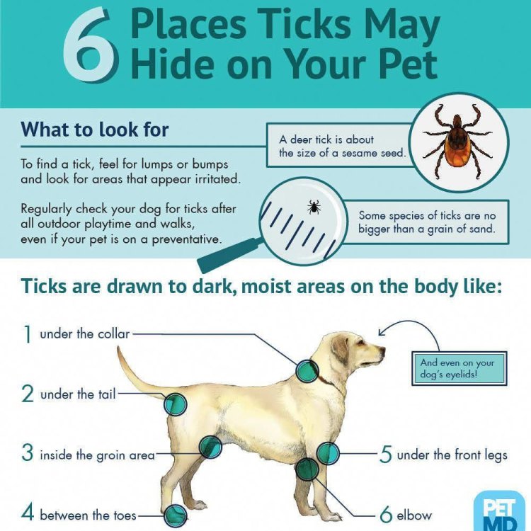 Dog Tick