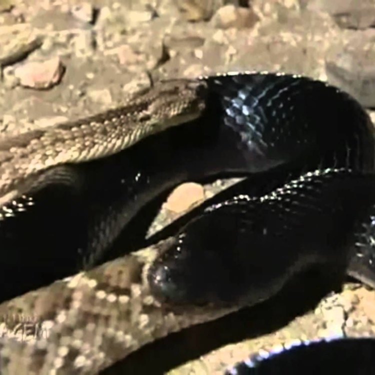 Mussurana Snake