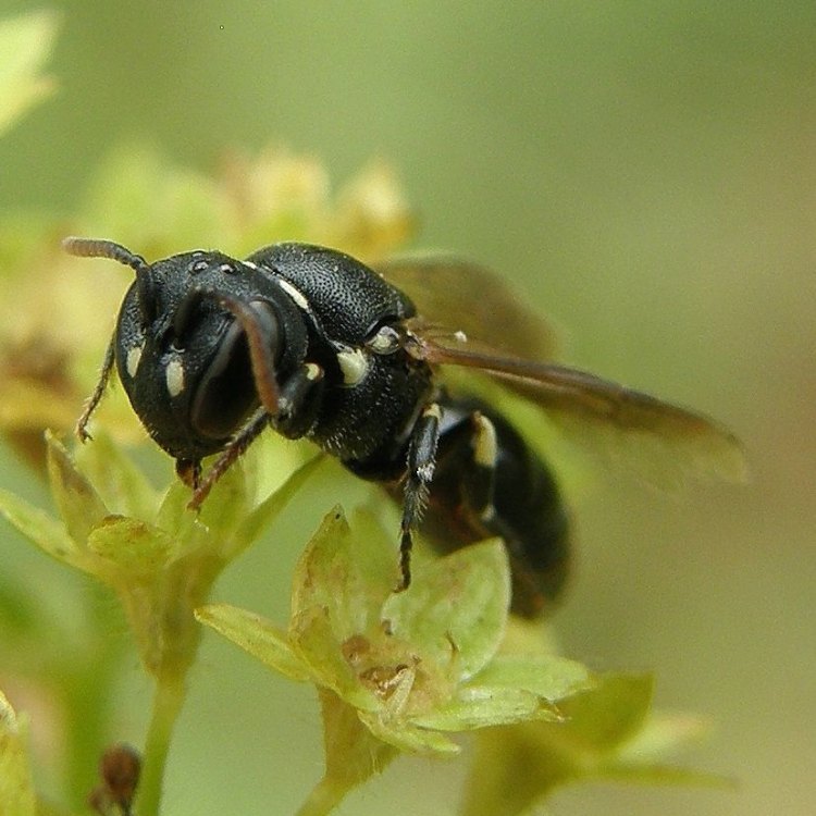 Yellow Faced Bee