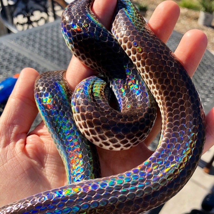 Sunbeam Snake