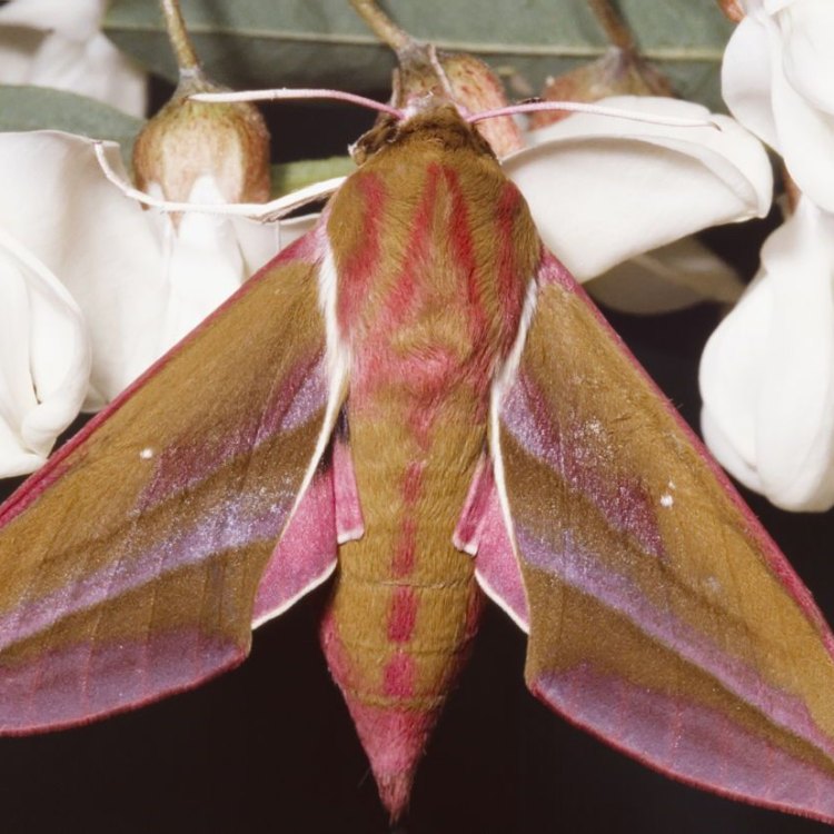 Indianmeal Moth