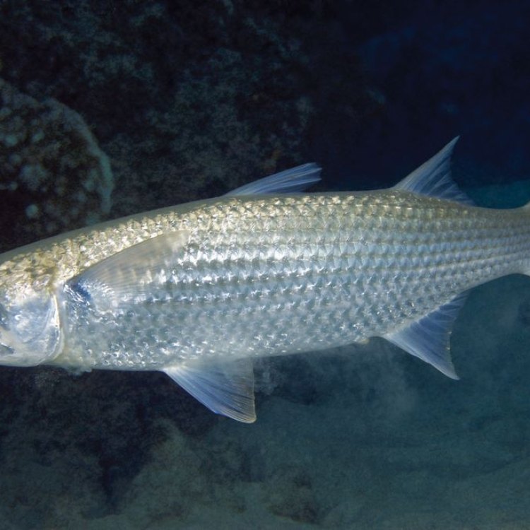 Mullet Fish