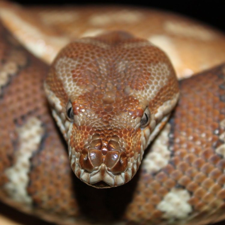 Bredl's python