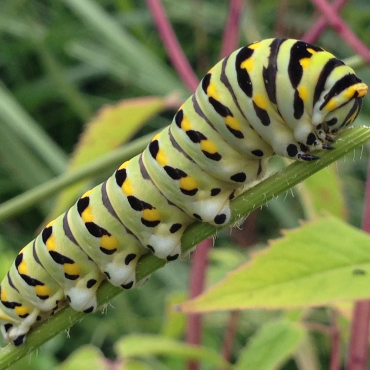 Tiger Swallowtail Caterpillar