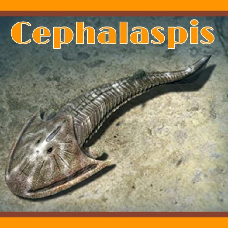 Cephalaspis