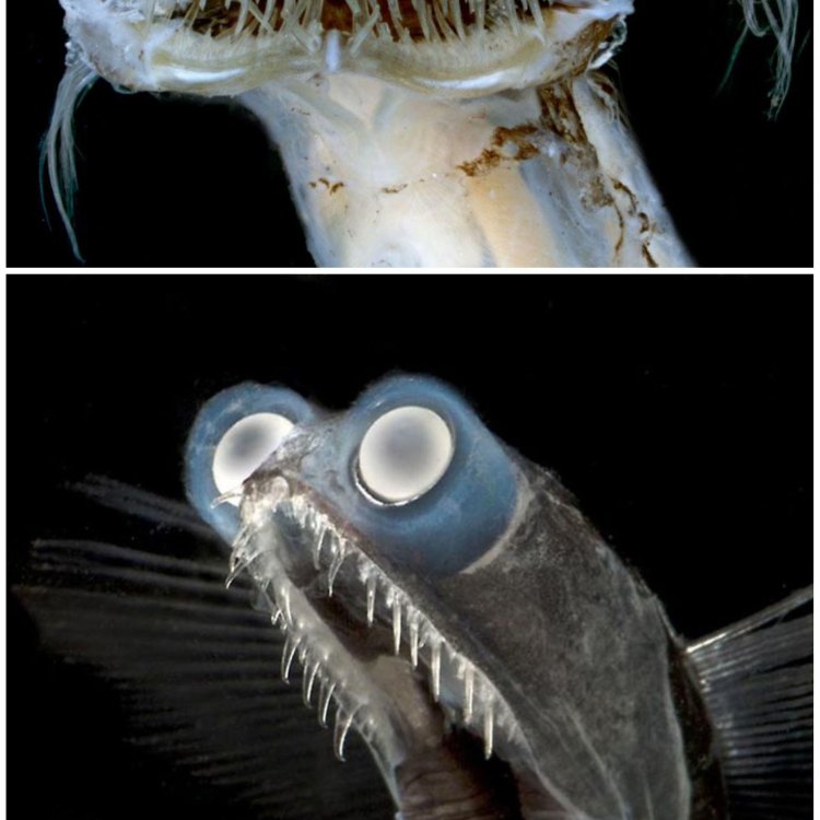 Telescope Fish