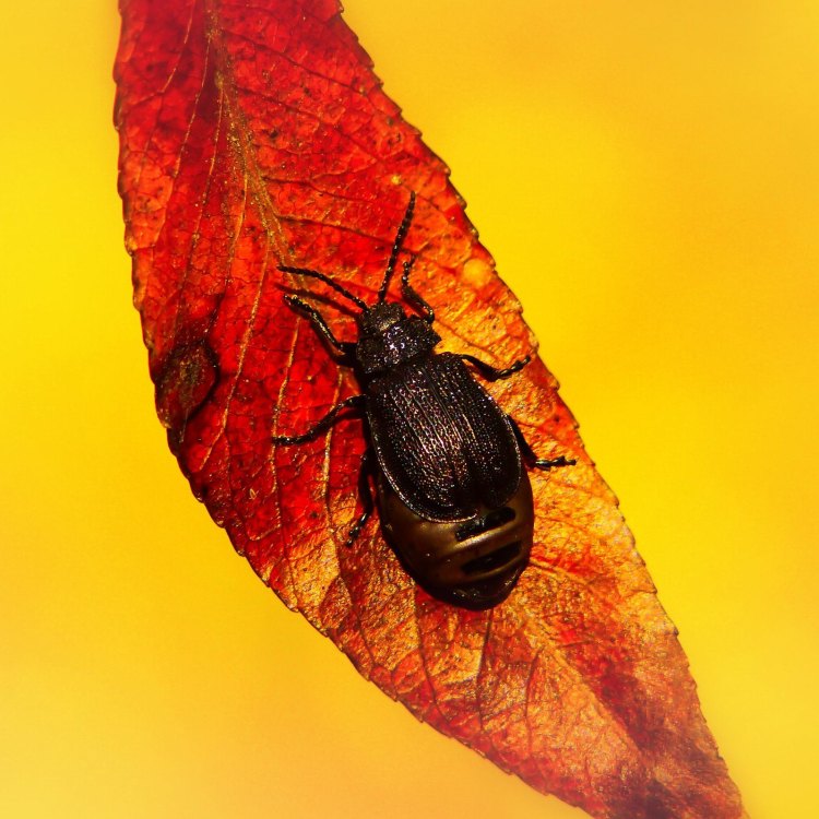 Pine Beetle