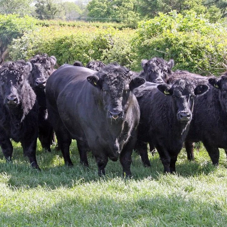 Welsh Black Cattle