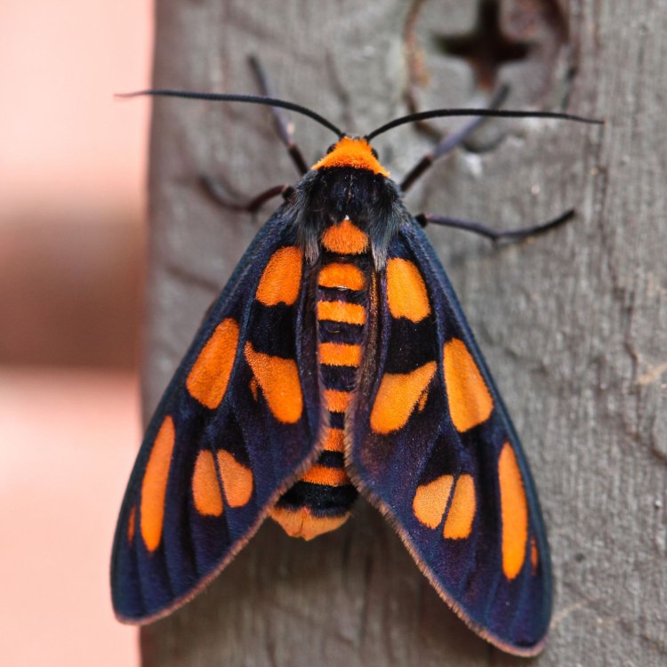 Tiger Moth