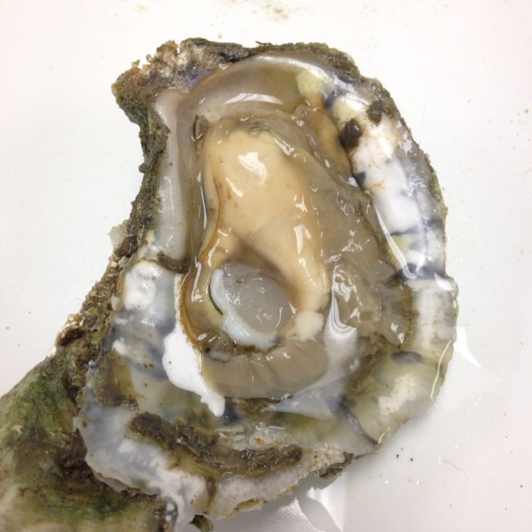 European oyster