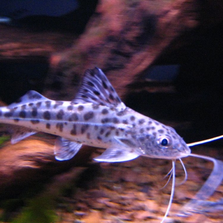 Pictus Catfish