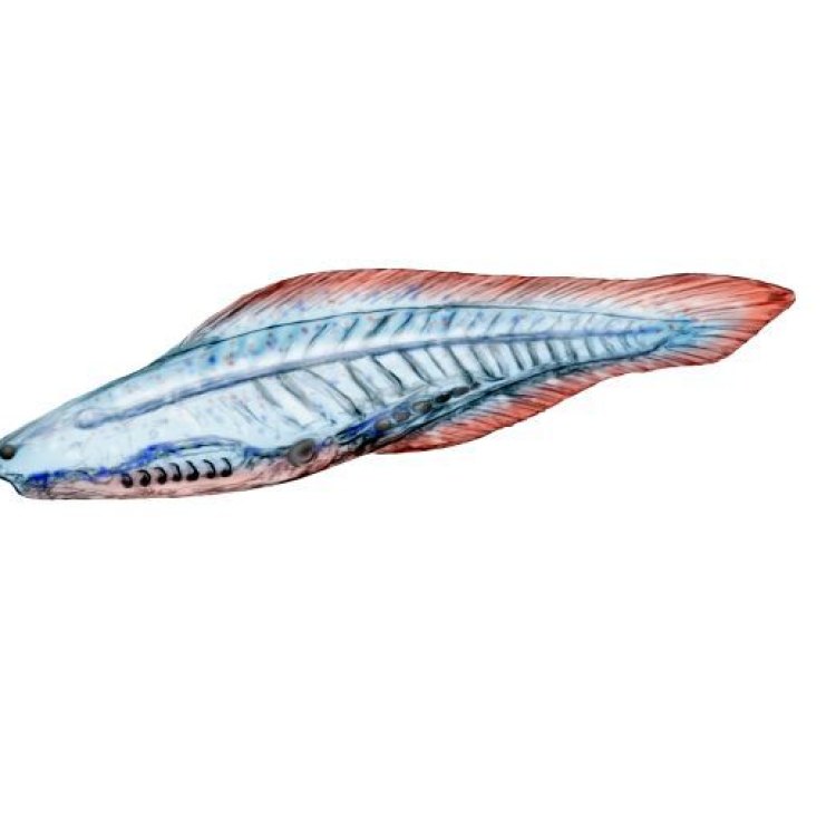 Haikouichthys