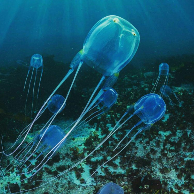 Box Jellyfish