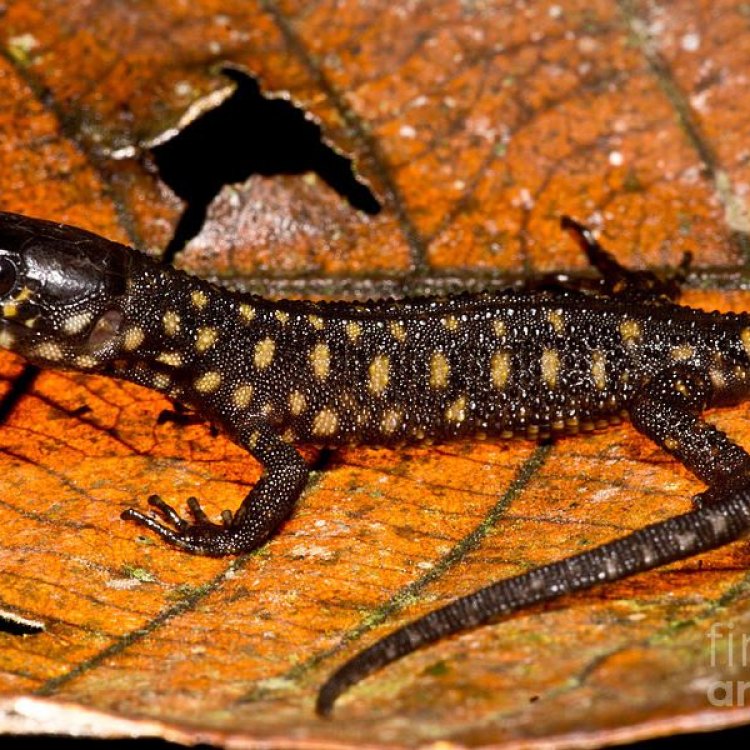 Yellow Spotted Lizard