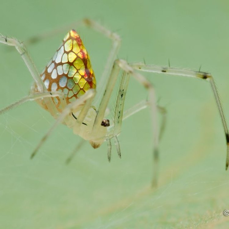 Sequined Spider