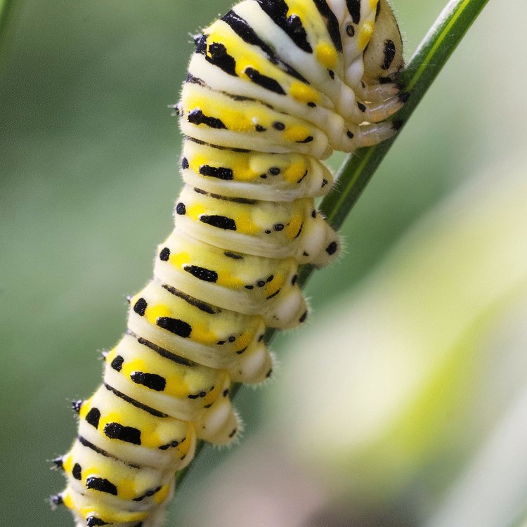 Asp Caterpillar