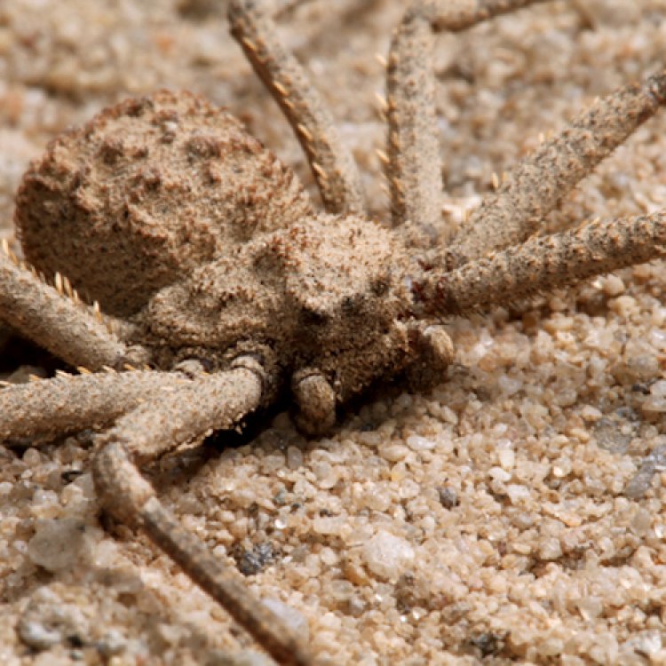 Six Eyed Sand Spider