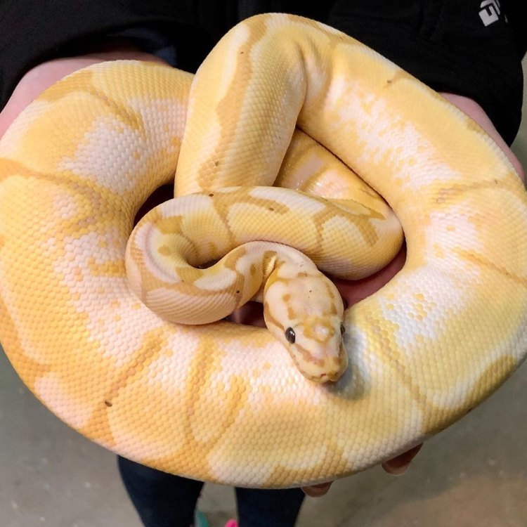 Banana Ball Python