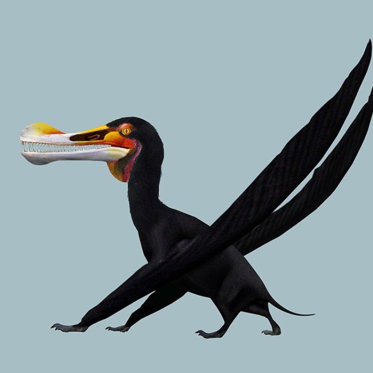 Ornithocheirus