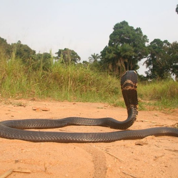 Congo Snake
