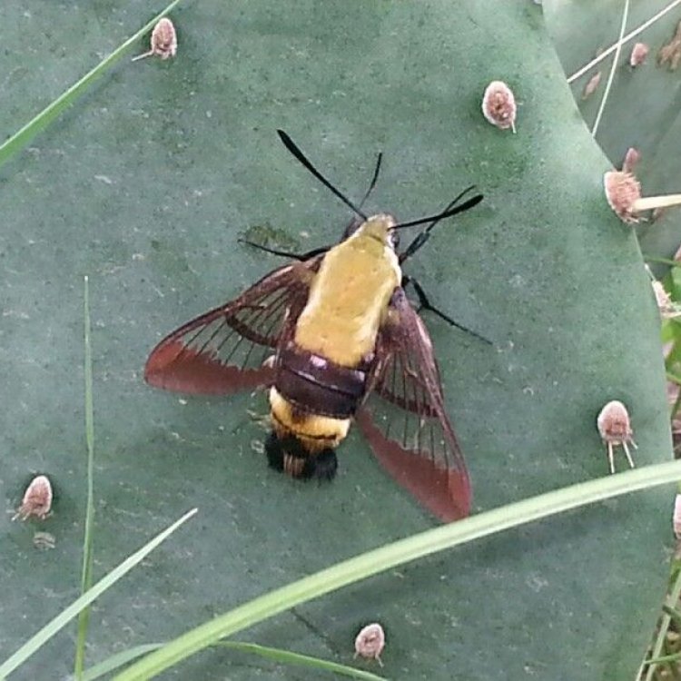 Cactus Moth