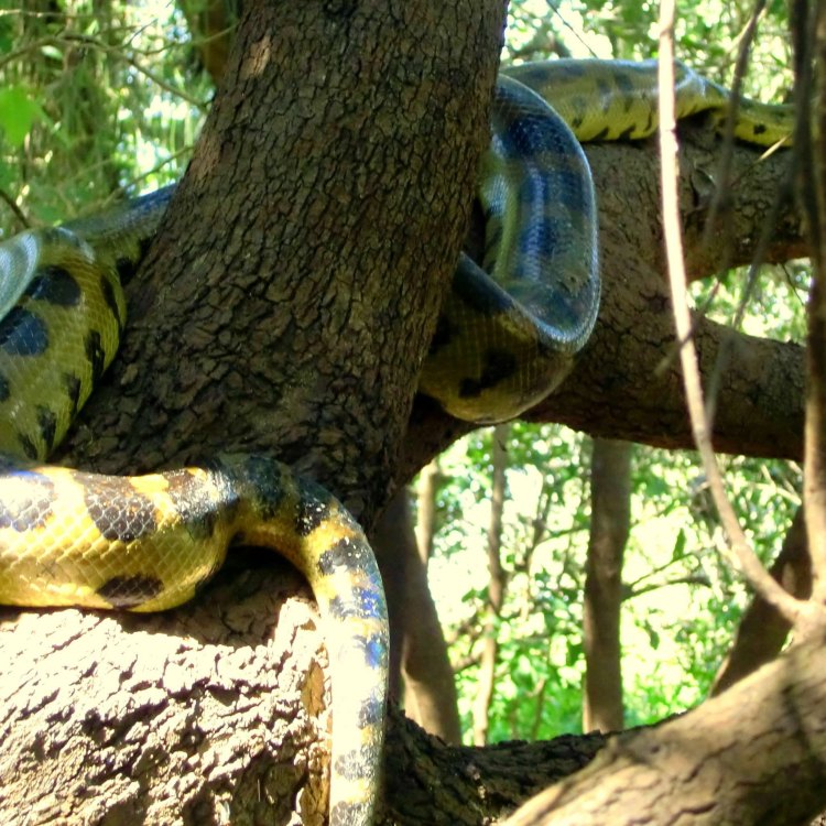 Bolivian Anaconda