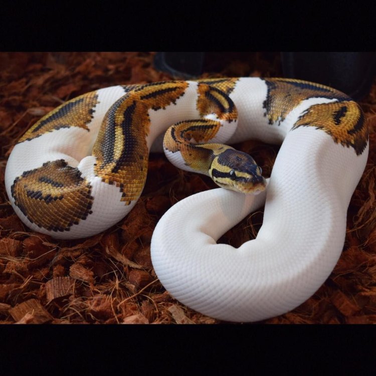 Yellow Belly Ball Python